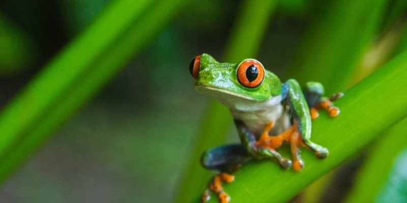 Red-eyed Tree Frog, Costa Rica