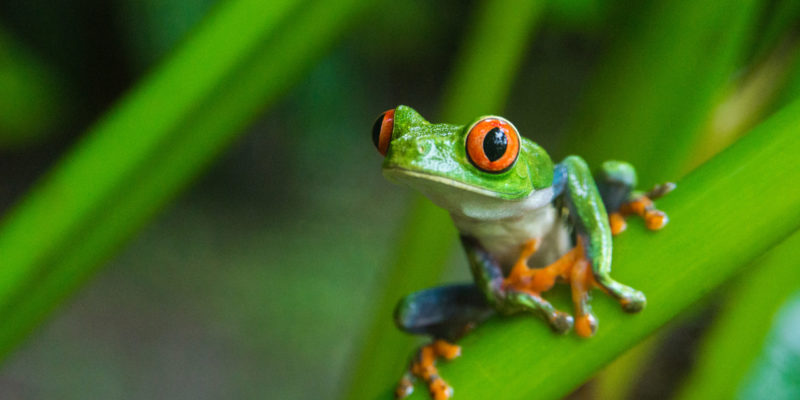 Red-eyed tree frog, Costa Rica