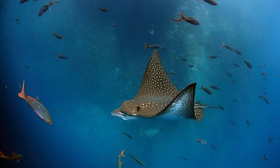 Stingray, Galapagos Islands