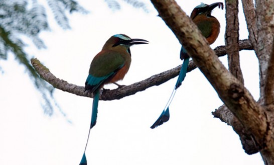 Blue Crowned Motmot