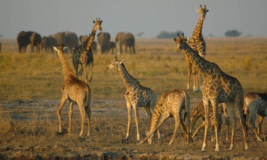 Chobe National Park Giraffe herd