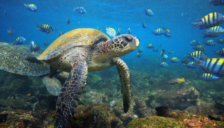 Turtle, Galapagos Islands