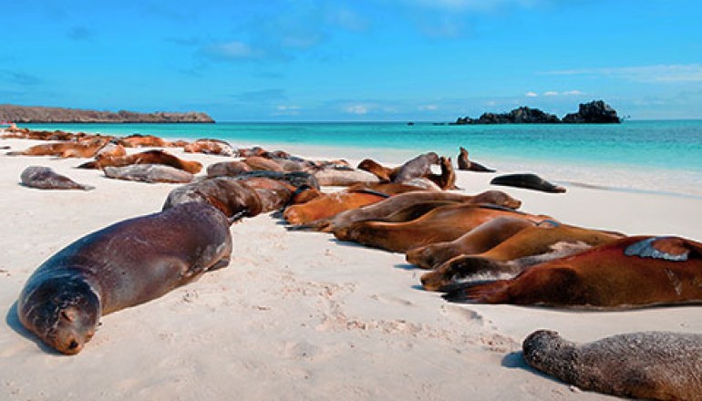 Sea lions sunning, , Galapagos Islands