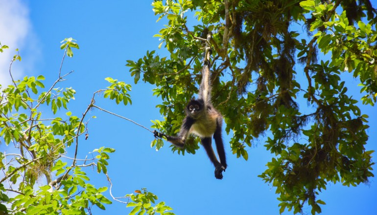 Guatemala Spider Monkey