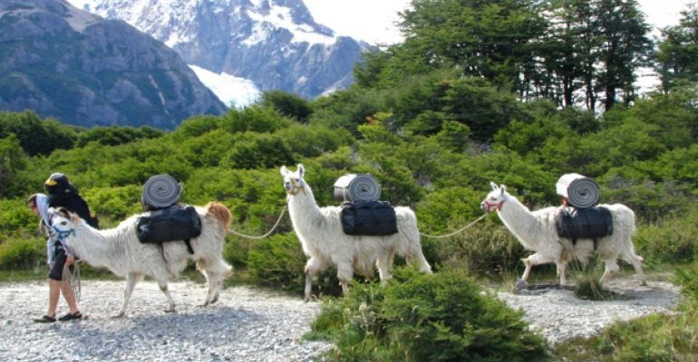 Alpacas, Argentina