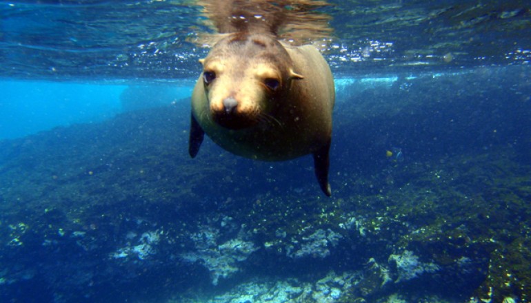 Seal, Galapagos Islands