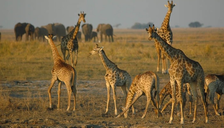 Chobe National Park giraffes, Botswana Wild Parks