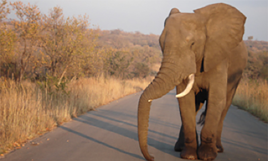 South Africa Elephant