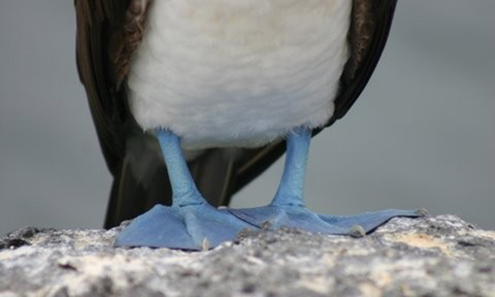 Blue footed booby, Galapagos Islands