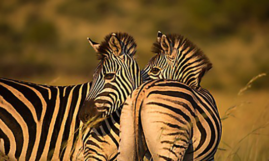 Kruger National Park South Africa Zebra