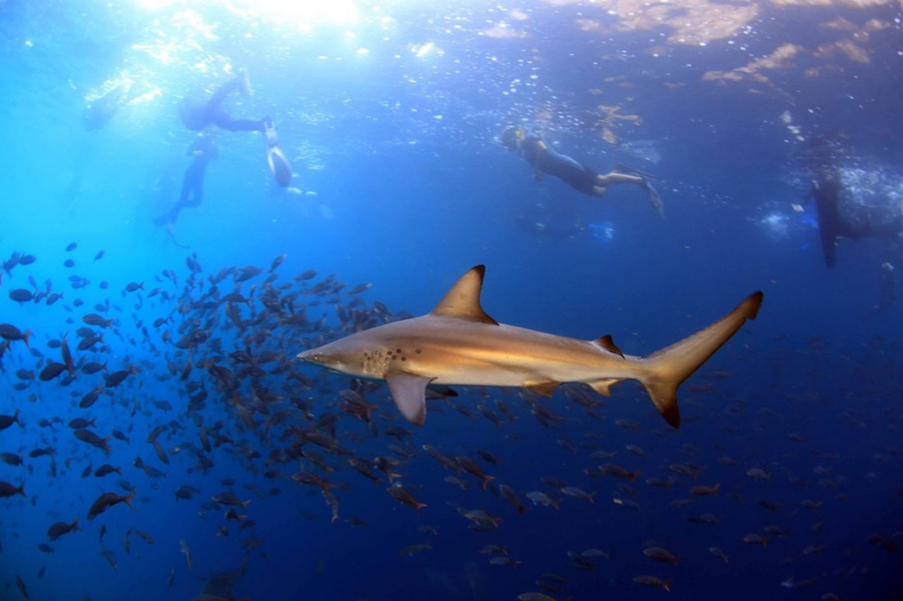 Shark, Galapagos Islands
