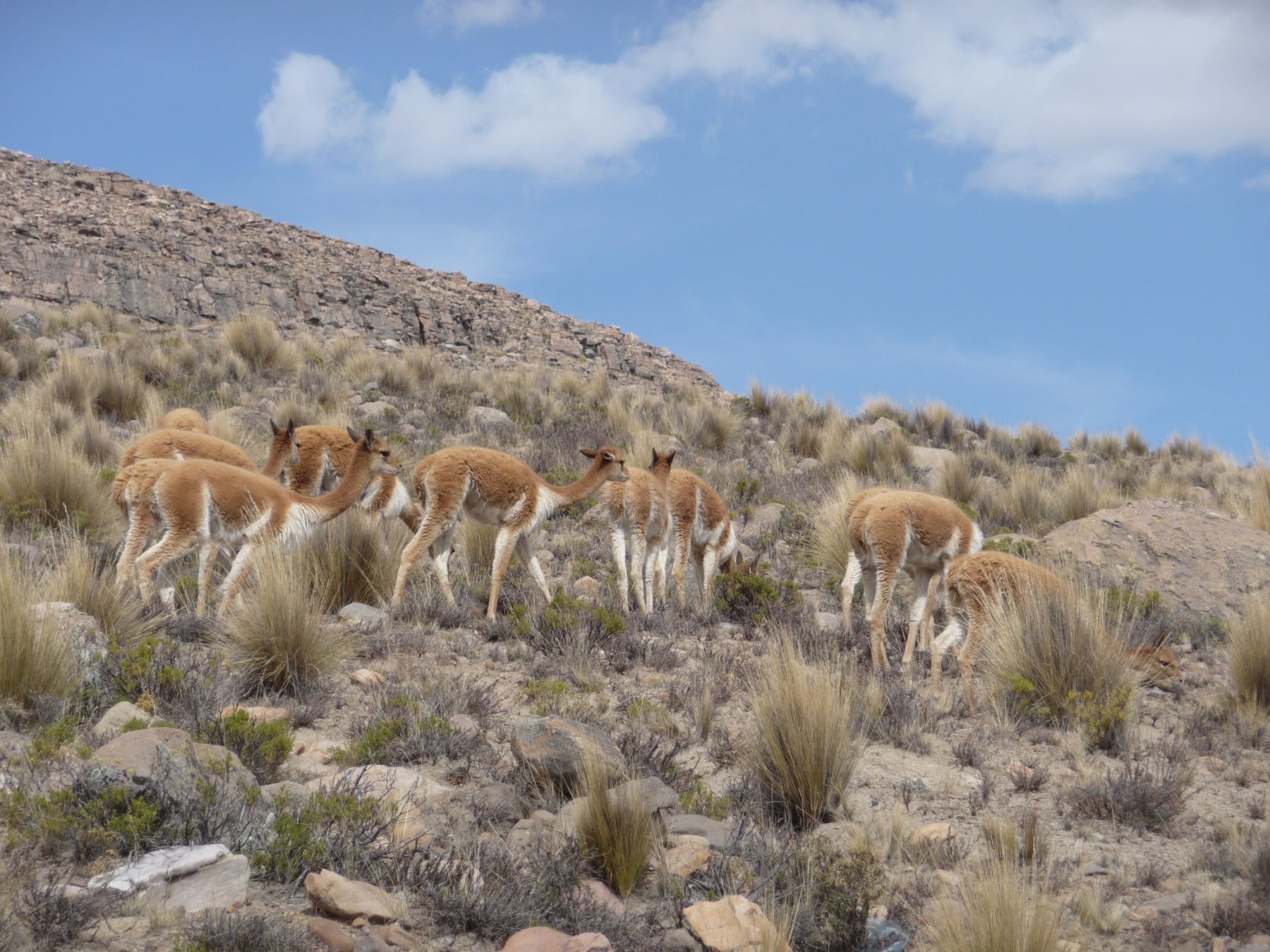 Vicunas in the Andes, Peru