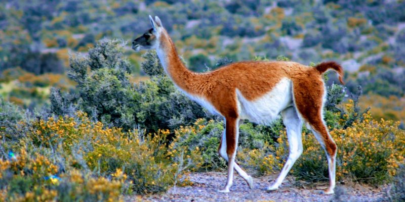 Guanaco, Chile