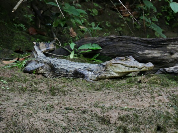 Crocodiles, Mexico