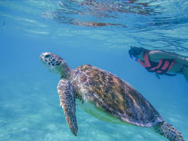 Sea Turtles, wildlife in Mexico