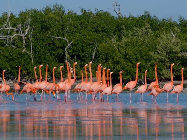 Flamingos, Mexico