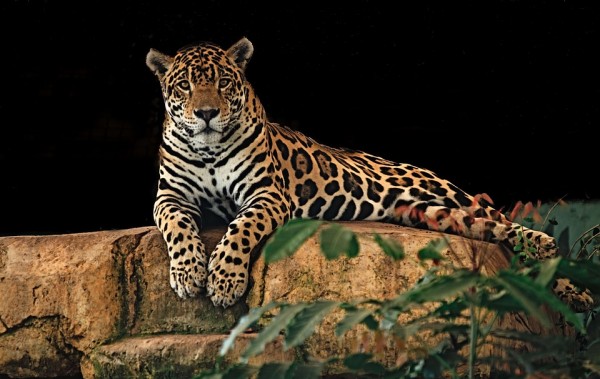 Jaguar, Wildlife in Mexico