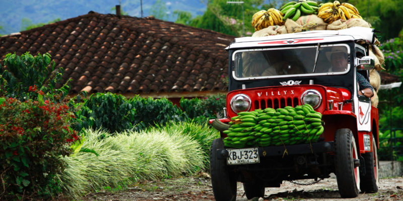 Coffee plantation, Colombia