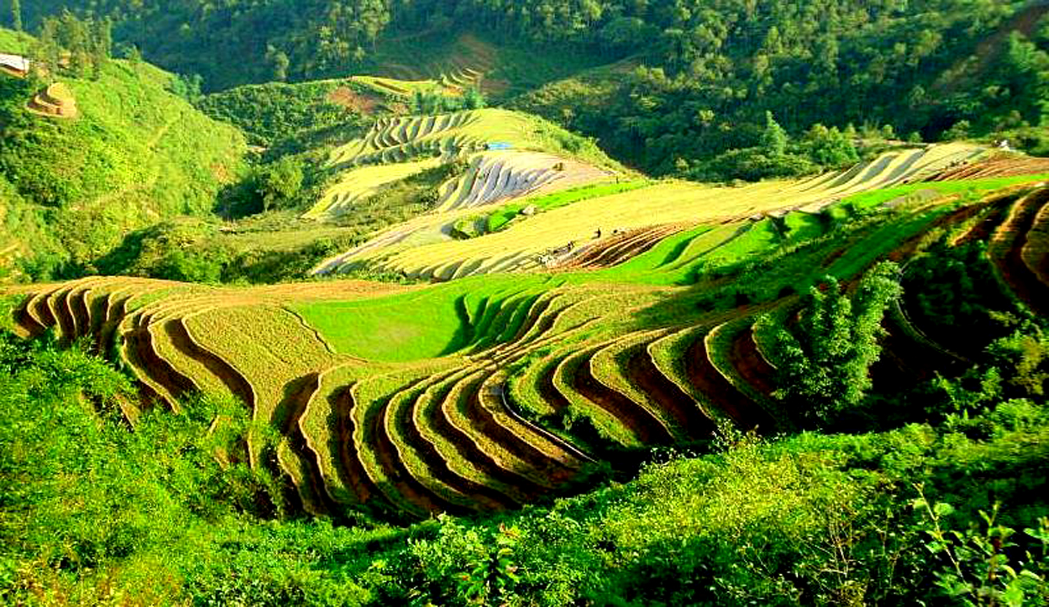 rice terraces