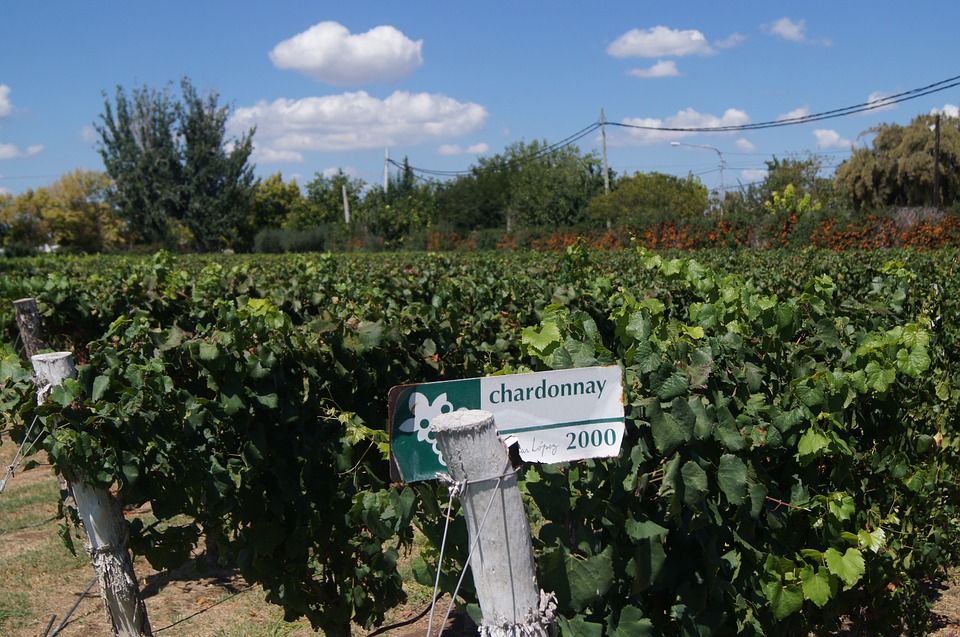 Mendoza Winery
